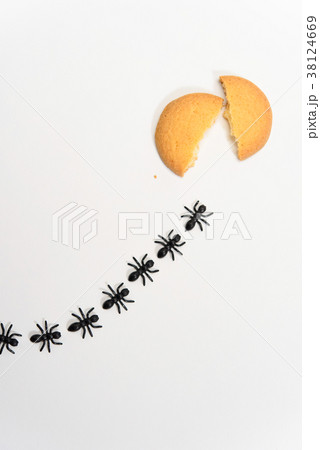 アリの行列 38124669