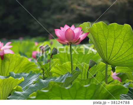 栗林公園の蓮の花 栗林公園の蓮の花 38124788