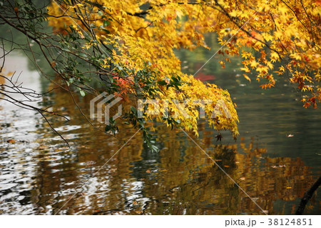 小瀧池の紅葉 小瀧池の紅葉 38124851
