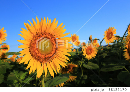 ひまわり6120 38125170