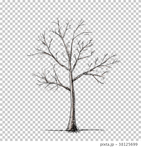 Trees (four seasons) Trees (four seasons) 38125699