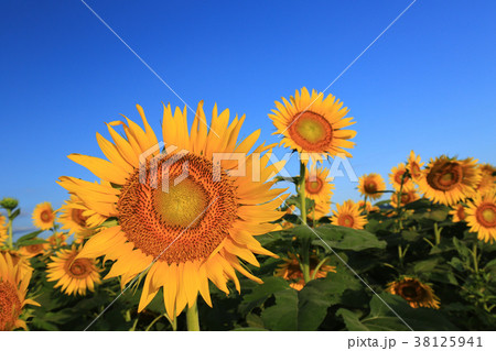 ひまわり6125 38125941