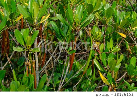 マングローブ林 ヒルギ林 植物 38126153