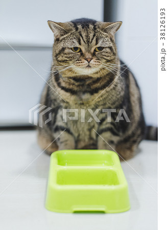 Funny Fat Cat Sitting brown cat playing relaxed Funny Fat Cat Sitting brown cat playing relaxed 38126193