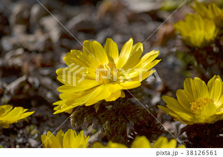 フクジュソウ 38126561