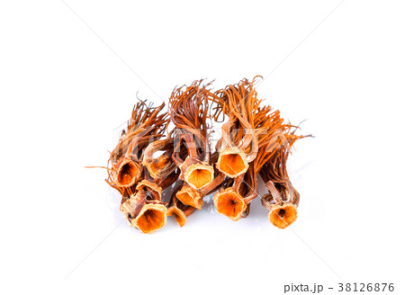 Red cotton tree flowers dried on white background 38126876