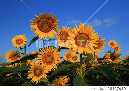 ひまわり6081 38127050