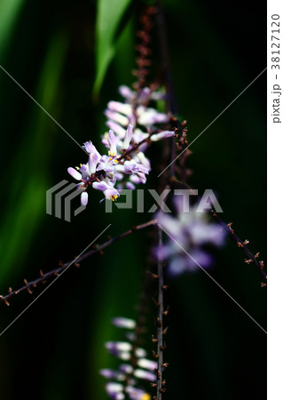 コルディリネ・ストリクタの花 コルディリネ・ストリクタの花 38127120