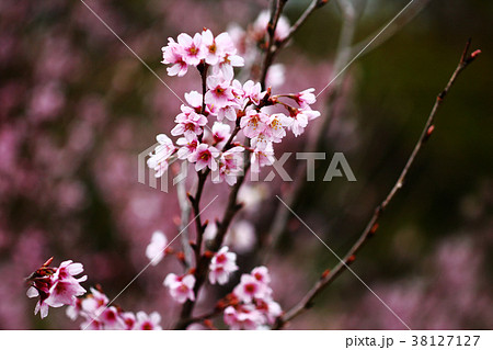 桜 コヒガンザクラの花 桜 コヒガンザクラの花 38127127