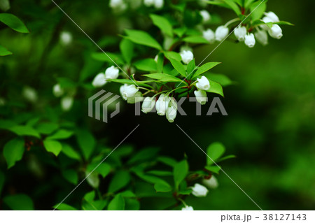 ドウダンツツジの花の写真素材