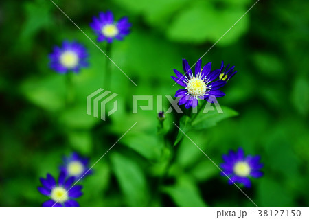 ミヤコワスレの花の写真素材