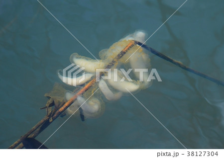 クロサンショウウオの卵塊 38127304