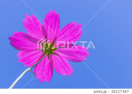 colorful cosmos,Mexican Aster,Asteraceae,flower,pi 38127367