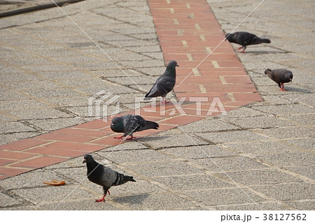 鳩、ハト(Pigeons) 鳩、ハト(Pigeons) 38127562