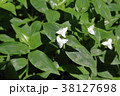 紫陽花てまりてまり 38127698