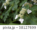 紫陽花てまりてまり 38127699