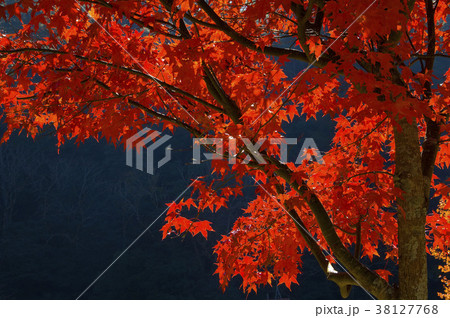 秋 あき 楓 38127768