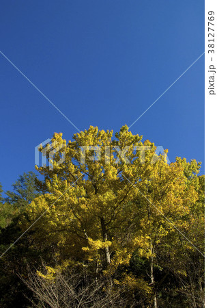 秋 あき 楓 38127769
