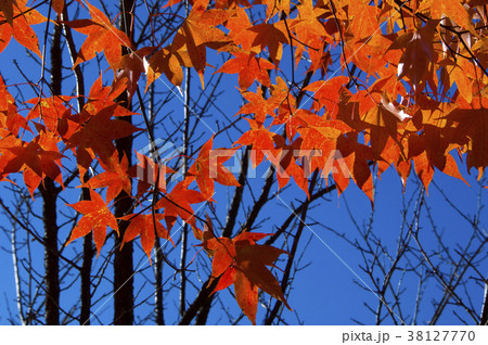 秋 あき 楓 38127770