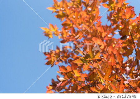 フウの葉の紅葉と秋の空 38127849