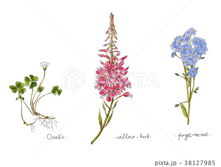 Wild plants and flowers hand drawn in color. 38127985