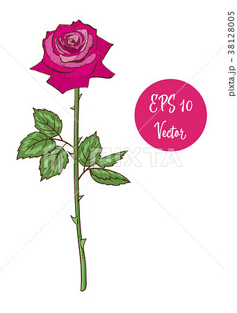 Single pink rose flower vector illustration 38128005