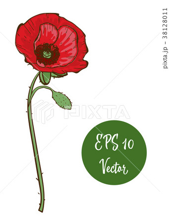 Single red poppy flower vector illustration 38128011
