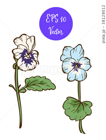 Two pansies flower vector illustration 38128012