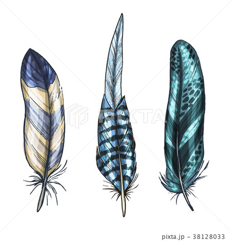 Colorful detailed bird feathers,isolated on white Colorful detailed bird feathers,isolated on white 38128033