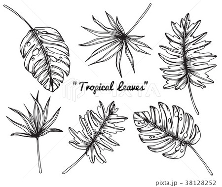 Leaf Drawing Illustration のイラスト素材