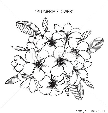 Plumeria Flower Drawing Illustration のイラスト素材