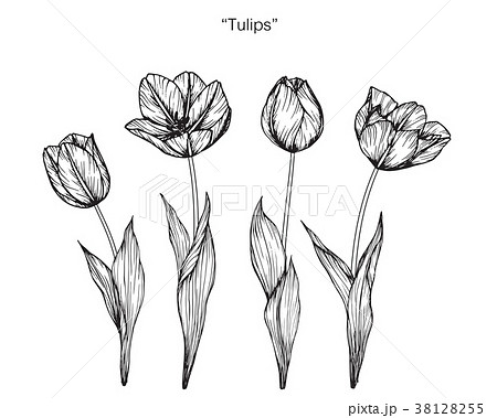 Tulip Flower Drawing Illustration のイラスト素材