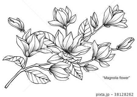 Magnolia Flowers Realistic Sketch Blooming Flower Stock Vector (Royalty  Free) 1335279431 | Shutterstock