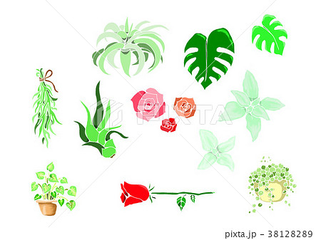 植物イラスト 38128289