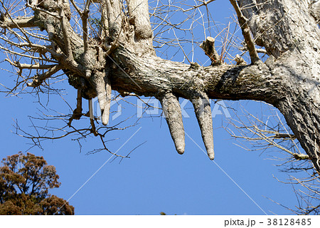 乳状下垂 38128485