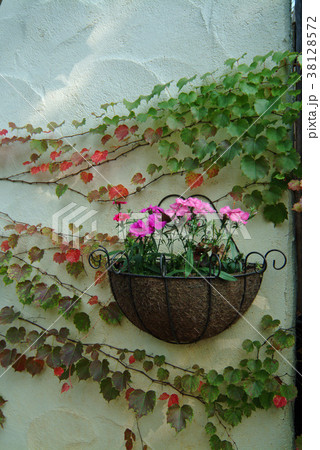 花 フラワー お花 38128572