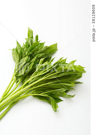 明日葉 明日葉 38128609