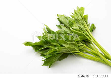 明日葉 38128611