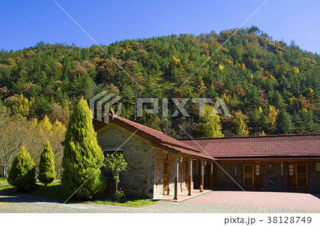 武陵農場 台湾 木 38128749