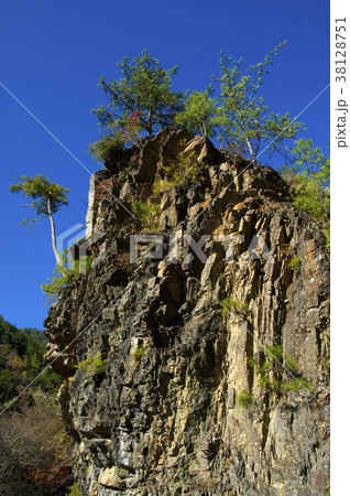 武陵農場 台湾 木 38128751