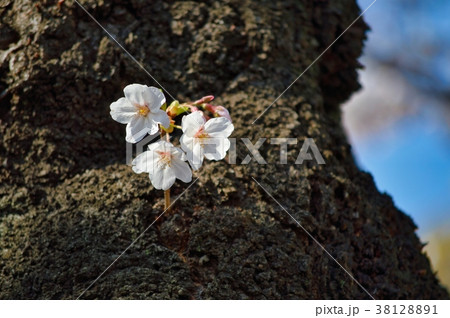 桜の木の幹の桜の花 38128891