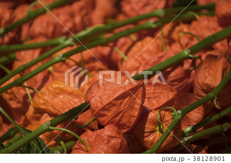 Japanese lantern flower 38128901