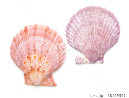 clam mollusc shells isolated on white 38129541
