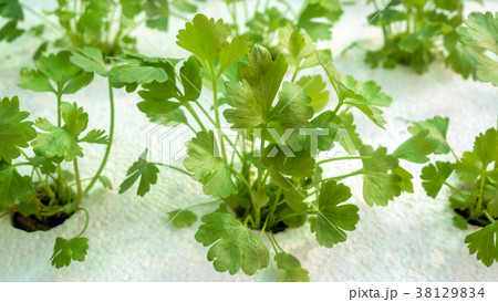 Vegetable hydroponics coriander Vegetable hydroponics coriander 38129834