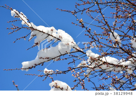 春を待つ梅の花の蕾と雪 38129948