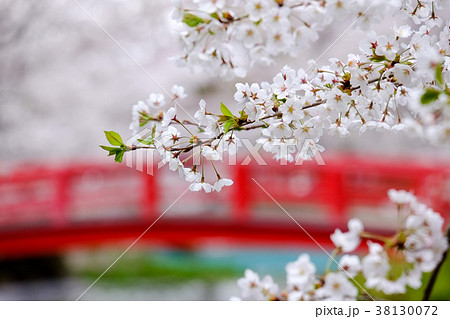 臥竜公園の桜と弁天橋 38130072
