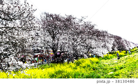 桜 さくら サクラ 38130486