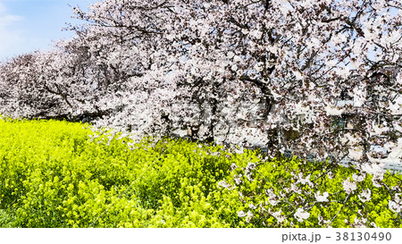 桜 さくら サクラ 38130490