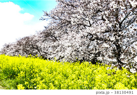桜 さくら サクラ 38130491