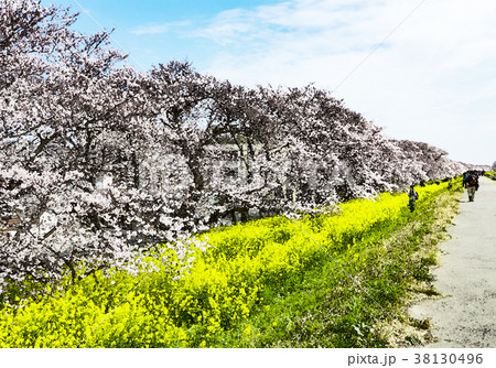 桜 さくら サクラ 38130496